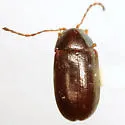 Euphrytus snowi - photo 2