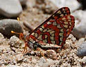 Anicia Checkerspot - Hodges#4519