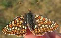 Anicia Checkerspot - Hodges#4519 - photo 2