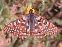Anicia Checkerspot - Hodges#4519 - photo 3