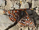 Anicia Checkerspot - Hodges#4519 - photo 4