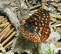 Edith's Checkerspot - Hodges#4520