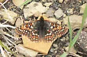 Edith's Checkerspot - Hodges#4520 - photo 2