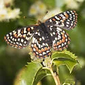 Edith's Checkerspot - Hodges#4520 - photo 3