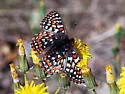Edith's Checkerspot - Hodges#4520 - photo 4