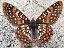 Edith's Checkerspot - Hodges#4520 - photo 5