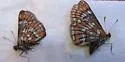 Gillett's Checkerspot - Hodges#4521