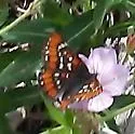 Gillett's Checkerspot - Hodges#4521 - photo 2