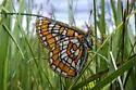 Gillett's Checkerspot - Hodges#4521 - photo 3