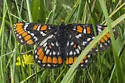 Gillett's Checkerspot - Hodges#4521 - photo 4