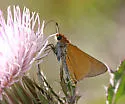 Palmetto Skipper - Hodges#4070