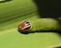 Palmetto Skipper - Hodges#4070 - photo 2