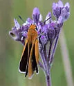 Palmetto Skipper - Hodges#4070 - photo 3