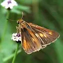 Bay Skipper - Hodges#4072.1 - Euphyes bayensis