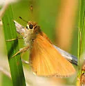 Bay Skipper - Hodges#4072.1 - photo 2
