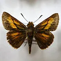 Bay Skipper - Hodges#4072.1 - photo 3