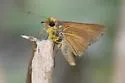 Bay Skipper - Hodges#4072.1 - photo 4