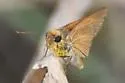 Bay Skipper - Hodges#4072.1 - photo 5