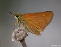 Berry's Skipper - Hodges#4076