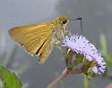Berry's Skipper - Hodges#4076 - photo 2