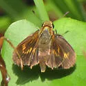 Berry's Skipper - Hodges#4076 - photo 3