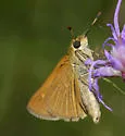 Berry's Skipper - Hodges#4076 - photo 4