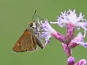 Berry's Skipper - Hodges#4076 - photo 5