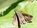 Two-spotted Skipper - Hodges#4077