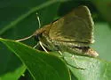 Two-spotted Skipper - Hodges#4077 - photo 2