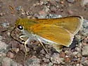 Two-spotted Skipper - Hodges#4077 - photo 3