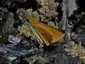 Two-spotted Skipper - Hodges#4077 - photo 4
