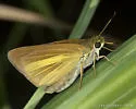 Dion Skipper - Hodges#4072 - photo 2