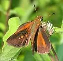 Dukes's Skipper - Hodges#4074