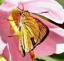 Dukes's Skipper - Hodges#4074 - photo 2