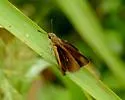 Dukes's Skipper - Hodges#4074 - photo 3