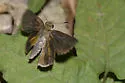 Dukes's Skipper - Hodges#4074 - photo 4