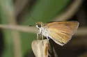Dukes's Skipper - Hodges#4074 - photo 5