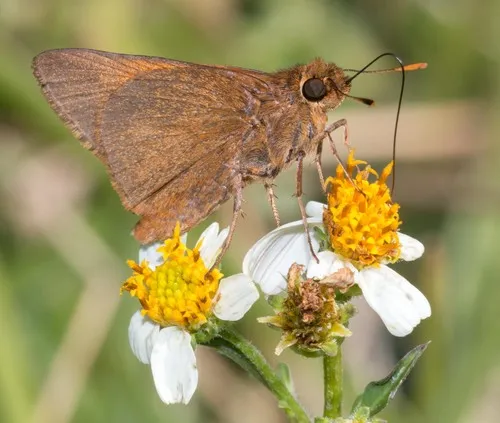 Palatka Skipper - Hodges#4071