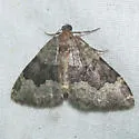 Euphyia swetti - Hodges#7398