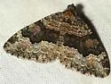 Euphyia swetti - Hodges#7398 - photo 2