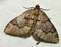 Euphyia swetti - Hodges#7398 - photo 3
