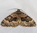 Euphyia swetti - Hodges#7398 - photo 4