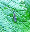 Euphylidorea niveitarsis