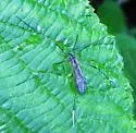 Euphylidorea niveitarsis - photo 2