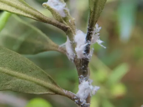 African Olive Psylla