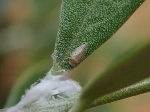 Olive Psyllid