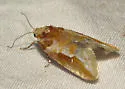 Eupinivora ponderosae - Hodges#3801.5 - photo 2