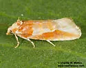 Eupinivora ponderosae - Hodges#3801.5 - photo 3