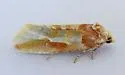 Eupinivora ponderosae - Hodges#3801.5 - photo 4