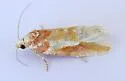 Eupinivora ponderosae - Hodges#3801.5 - photo 5